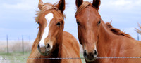 Curious horses in a Kansas field.