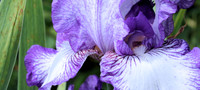 Bearded Iris blooming at Eisenhower Park & Rose Garden in Abilene, KS.