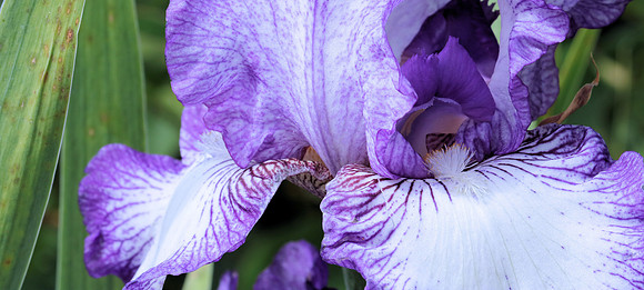 Bearded Iris blooming at Eisenhower Park & Rose Garden in Abilene, KS.