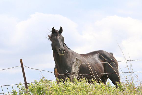 Black Horse - Landscape