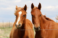 Brown Horse Pair
