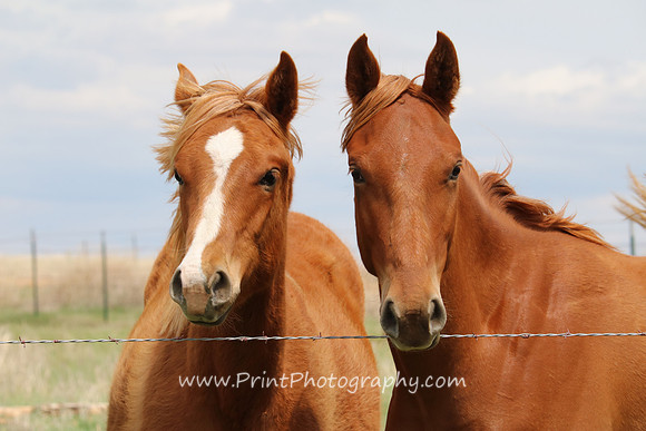 Brown Horse Pair