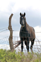 Black Horse - Portrait