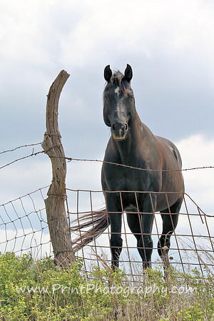 Black Horse - Portrait